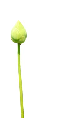 lotus beyaz arka plan üzerinde izole