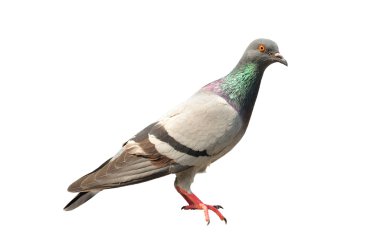 Pigeon isolated clipart