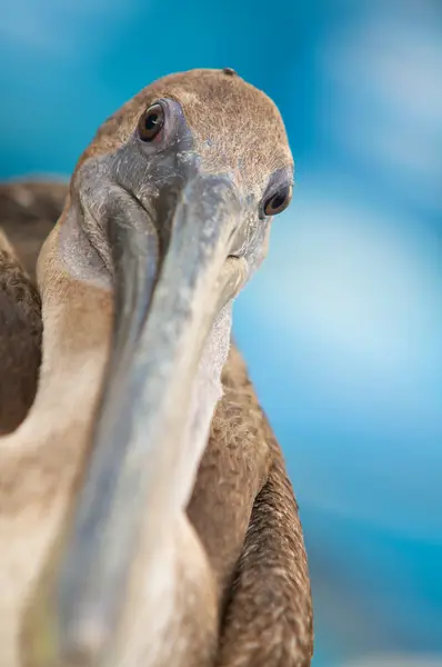 Kameraya bakarak pelican Close-Up