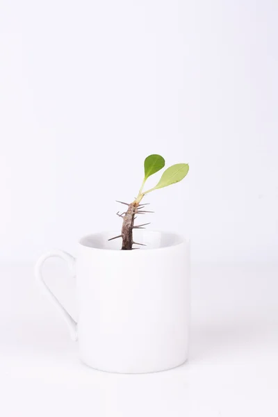 stock image Green plant in white cup