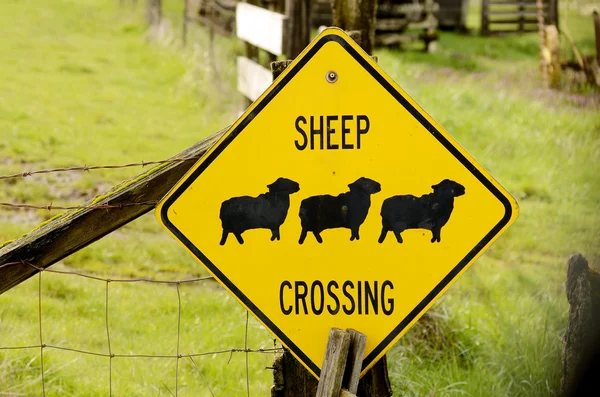 stock image Sheep Crossing