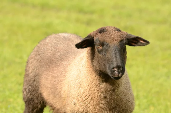 Suffolk Lamb — Stock Photo, Image