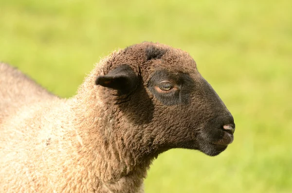 Suffolk Lamb – stockfoto