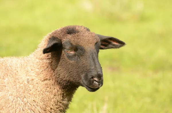 萨福克羊 — 图库照片