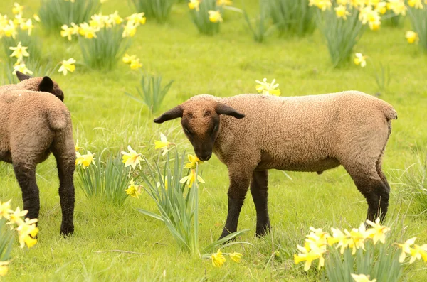 Suffolk Lamb – stockfoto