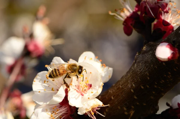 stock image Honey Bee