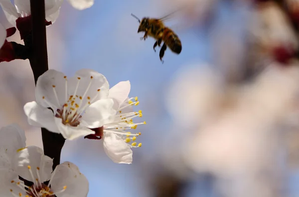 stock image Honey Bee