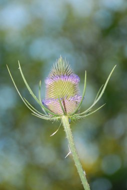 vahşi teasel