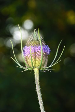 vahşi teasel