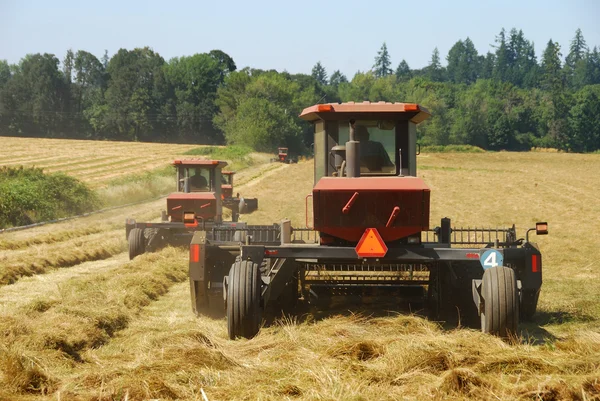 Gras-Heu — Stockfoto