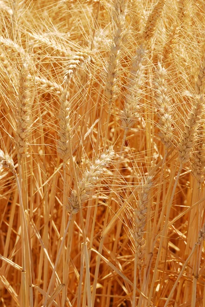 Summer Wheat — Stock Photo, Image
