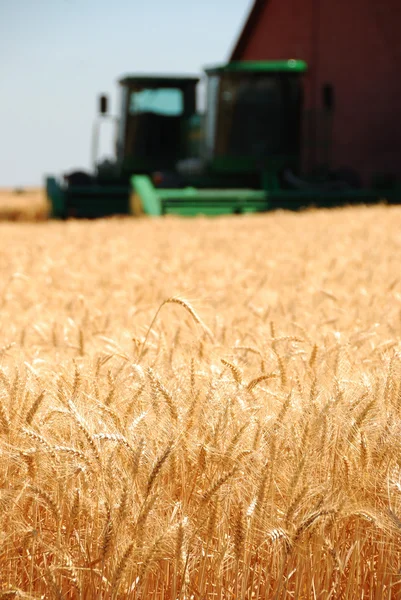 Summer Wheat — Stock Photo, Image