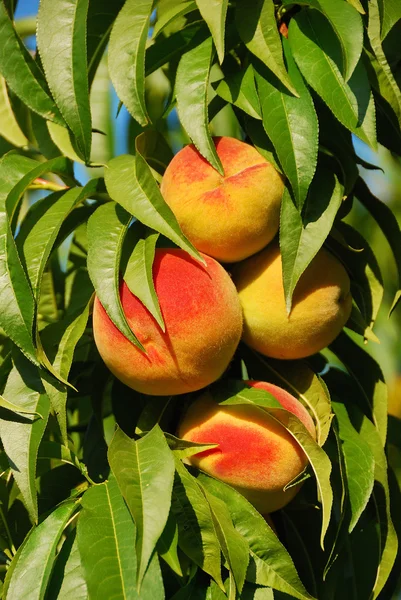 stock image Peach Tree