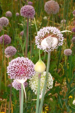 Garlic Flower clipart