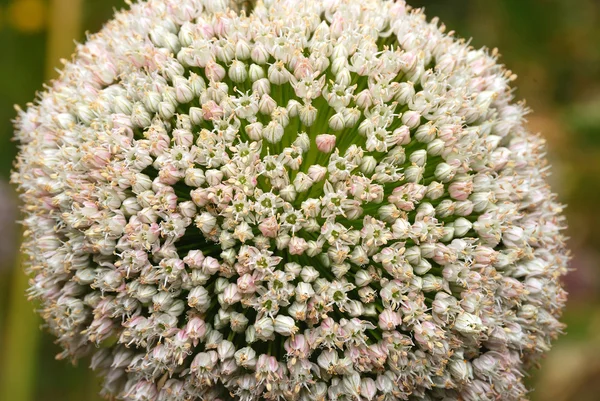 Цветок чеснока — стоковое фото
