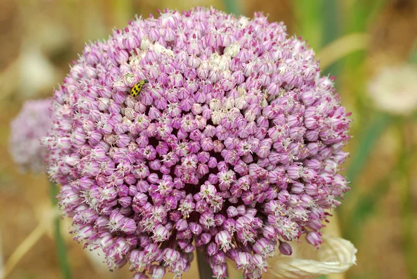 Česnek květ — Stock fotografie