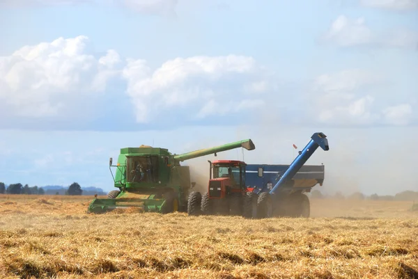 Buğday hasat — Stok fotoğraf