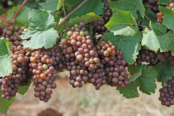 Молодий винограду — стокове фото