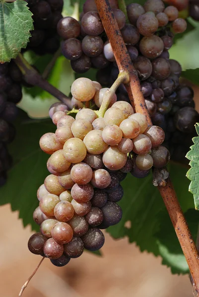 Young Grapes — Stock Photo, Image