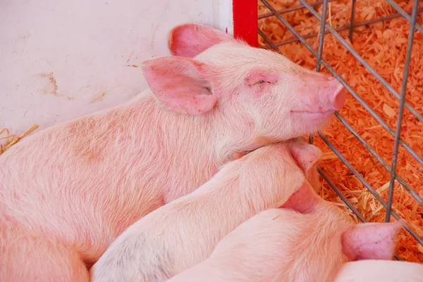 Baby Pigs — Stock Photo, Image