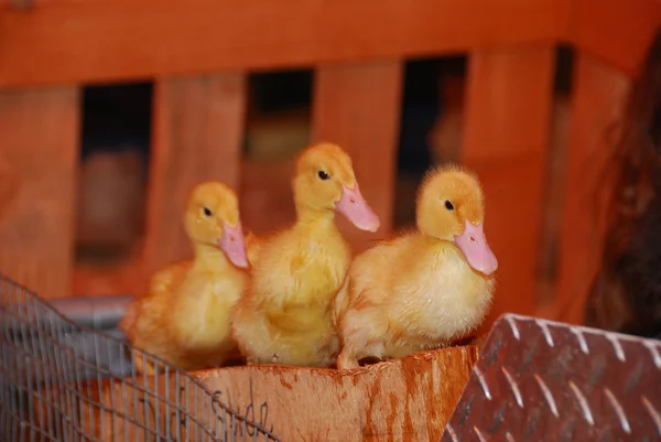 Patos en fila —  Fotos de Stock