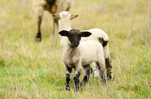 Spring Lamb — Stock Photo, Image