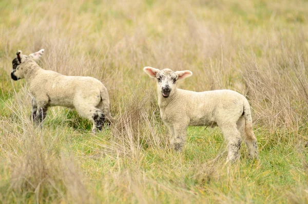 Vårens lamm — Stockfoto