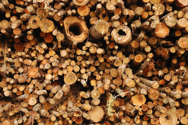 Log Yard — Stock Photo, Image
