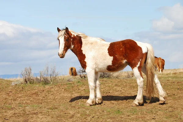 Pouštní koně — Stock fotografie