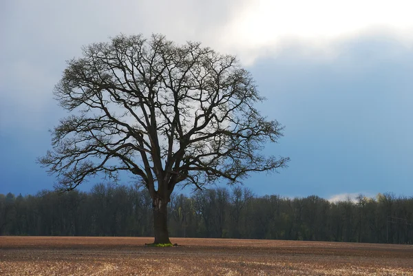 Oak and Clouds — Stock Photo, Image