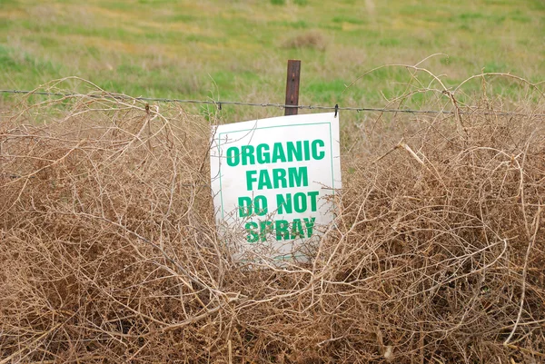 Organic tumbleweeds — Stock Photo, Image