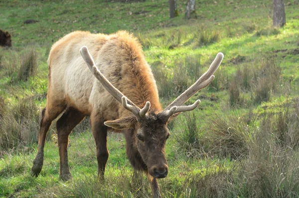 Roosevelt Elk — Stock Photo, Image