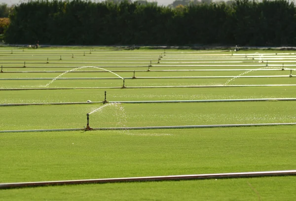 Irrigação verde — Fotografia de Stock
