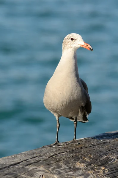 California Gull — Stock Photo, Image