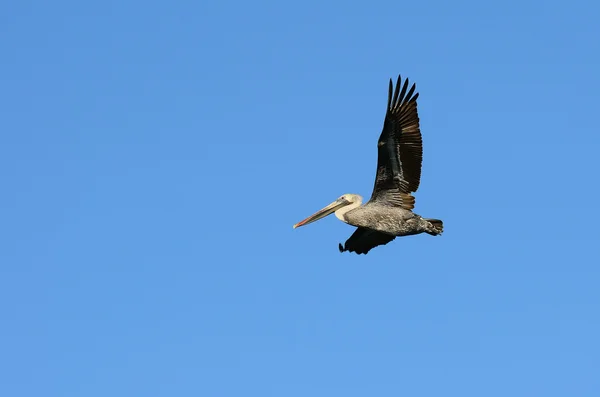 stock image Pizmo Pelican