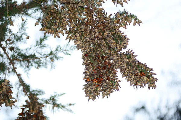 stock image Monarch Butterfly