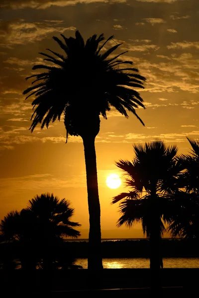 Palm Sunset — Stock Photo, Image