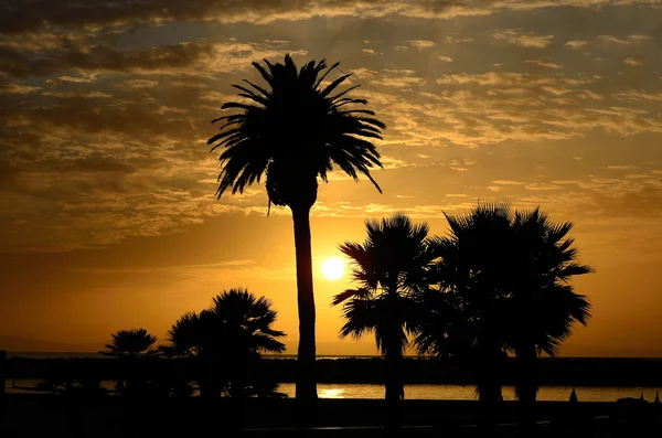Palmy zachód słońca — Zdjęcie stockowe
