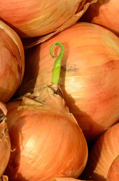 Onion Sprout — Stock Photo, Image