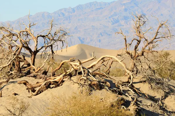 Mesquite tepeleri — Stok fotoğraf