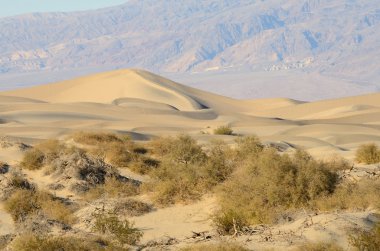 Mesquite tepeleri