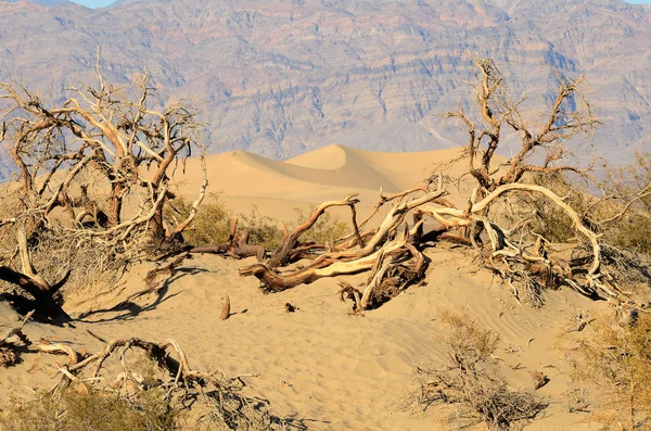 Mesquite tepeleri — Stok fotoğraf