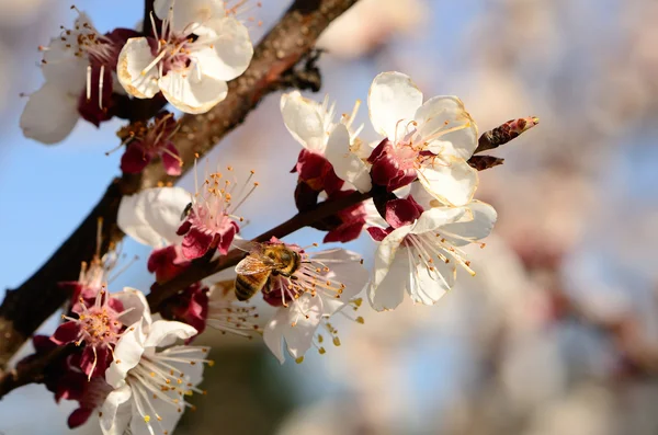 Stock image Honey Bee