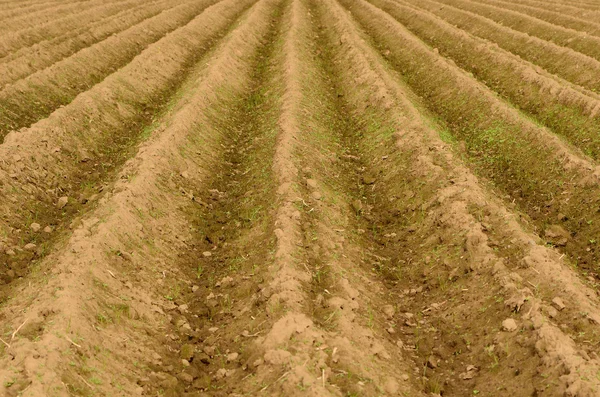 stock image Crop Row