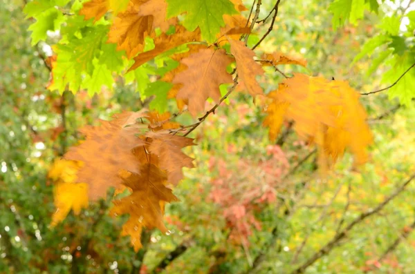 Feuilles d'automne — Photo