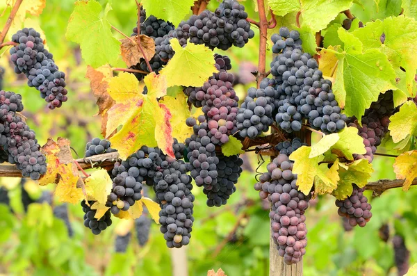 Pinot druiven — Stockfoto