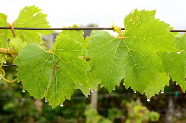 Grape Dew — Stock Photo, Image