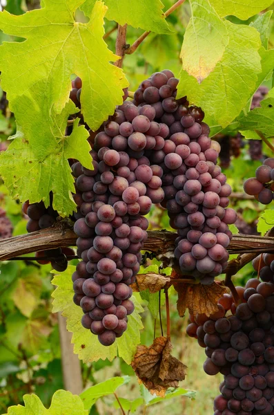 Winogron Pinot — Zdjęcie stockowe