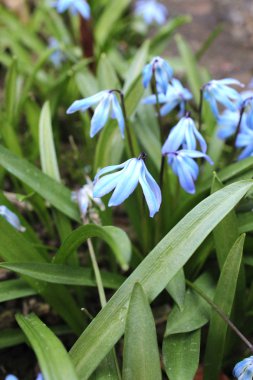 güzel çiçek bahçesi