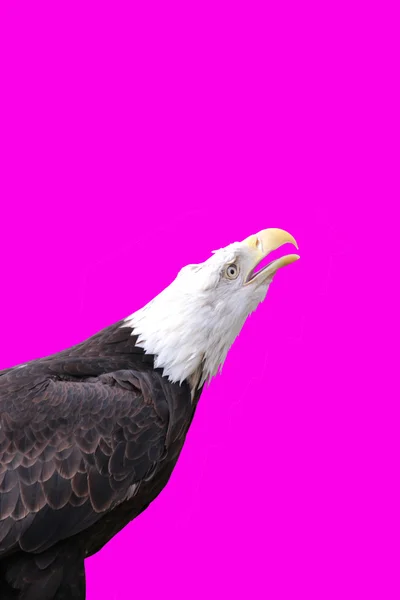 Ізольований красивий орел — стокове фото